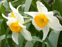 Flori de primavara: Narcisa sau Coprina (popular)